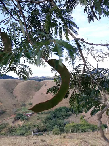 Fruto do angico rajado, vagem curvada.