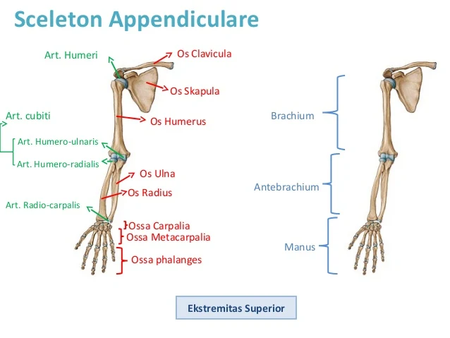rangka apendikular ekstremitas superior