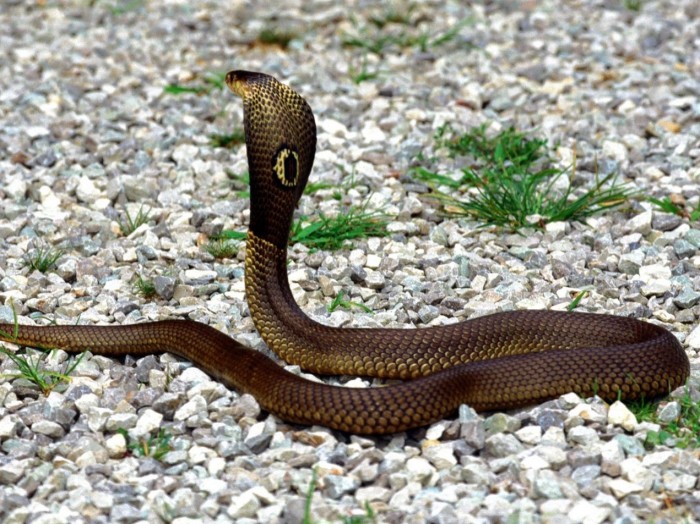  Gambar Ular Cobra  Terbaru gambarcoloring