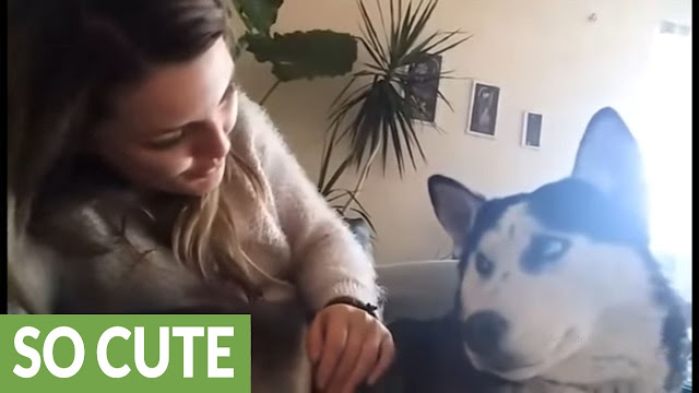 Talented singer preciously serenades her husky - WATCH VIDEO