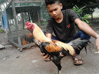 Cara Mengobati Sakit Kuning Ayam Bangkok Bacul Obat Racikan  Tradisional