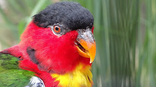 Cara Memilih Bakalan Burung Nuri Kepala Hitam Irian yang Baik dan Bisa Ngomong