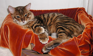 toyger cat breeder information pets kittens animal domestic