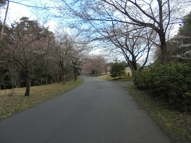 とっとり花回廊の桜並木