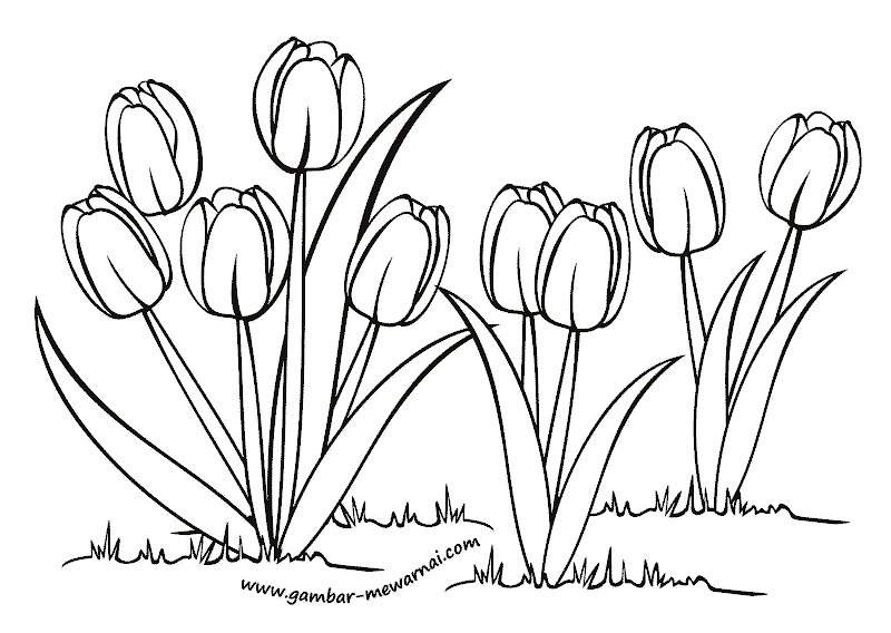 Mewarnai Bunga Tulip Contoh Gambar Mewarnai Mewarnai Bunga Tulip Contoh Gambar Mewarnai
