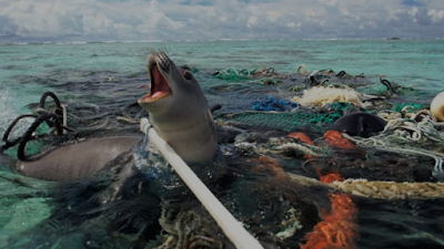Anjing laut terjebak di lautan yang penuh dengan sampah