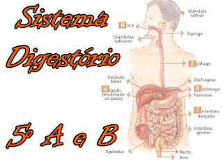 http://www.santabarbaracolegio.com.br/csb/csbnew/index.php?option=com_content&view=article&id=1555:corpo-humano-5o-a-e-b&catid=15:uni2