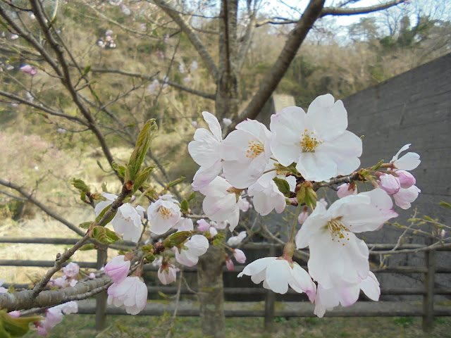 ソメイヨシノ桜も満開でした