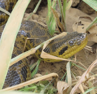 Eunectes notaeus, Yellow Anaconda