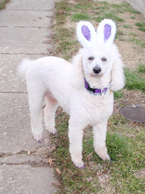 Carma Poodale, white standard poodle wearing bunny ears 