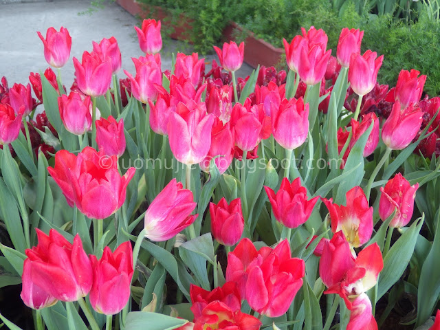 Zhongshe flower market taichung