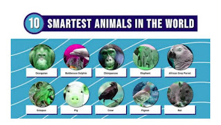 Learn About The 10 Smartest Animals In The World