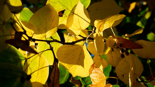 Foglie gialle in autunno