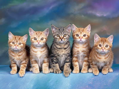 Hermosos gatitos posando para la foto