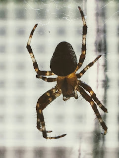 Spider On Window Pane