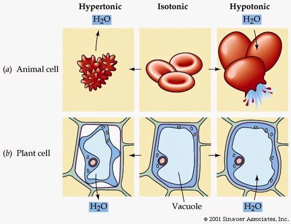 Gambar Peristiwa Osmosis Pada Sel Hewan Dan Tumbuhan