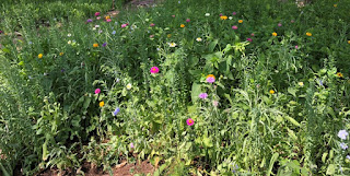 Colorful and scattered wildflowers