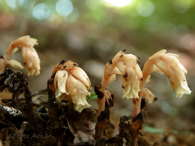 Monotropa hypopithys