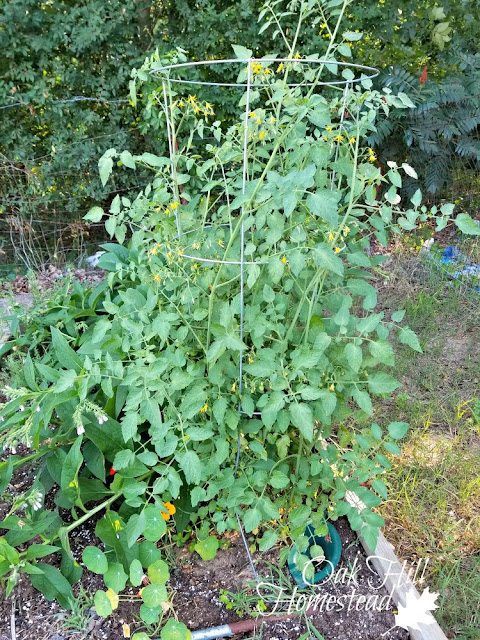 Tomato cages work best for determinate tomato plants.