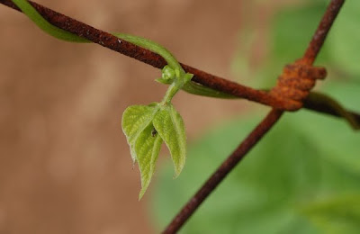 Cherokee Trail of Tears Bean runner