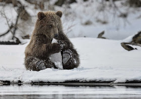 Funny animals of the week - 20 December 2013 (40 pics), bear playing in the snow