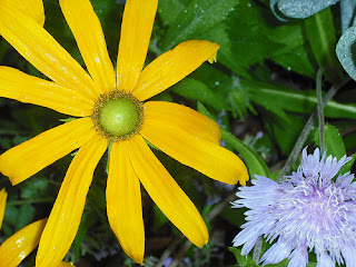 Rudbeckia and Stokes' Aster