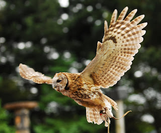 tawny owl