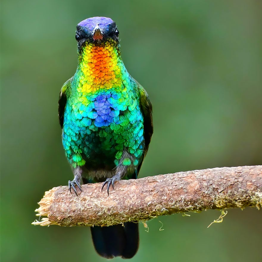 http://funkidos.com/pictures-world/wild-life/incredibly-graceful-hummingbird