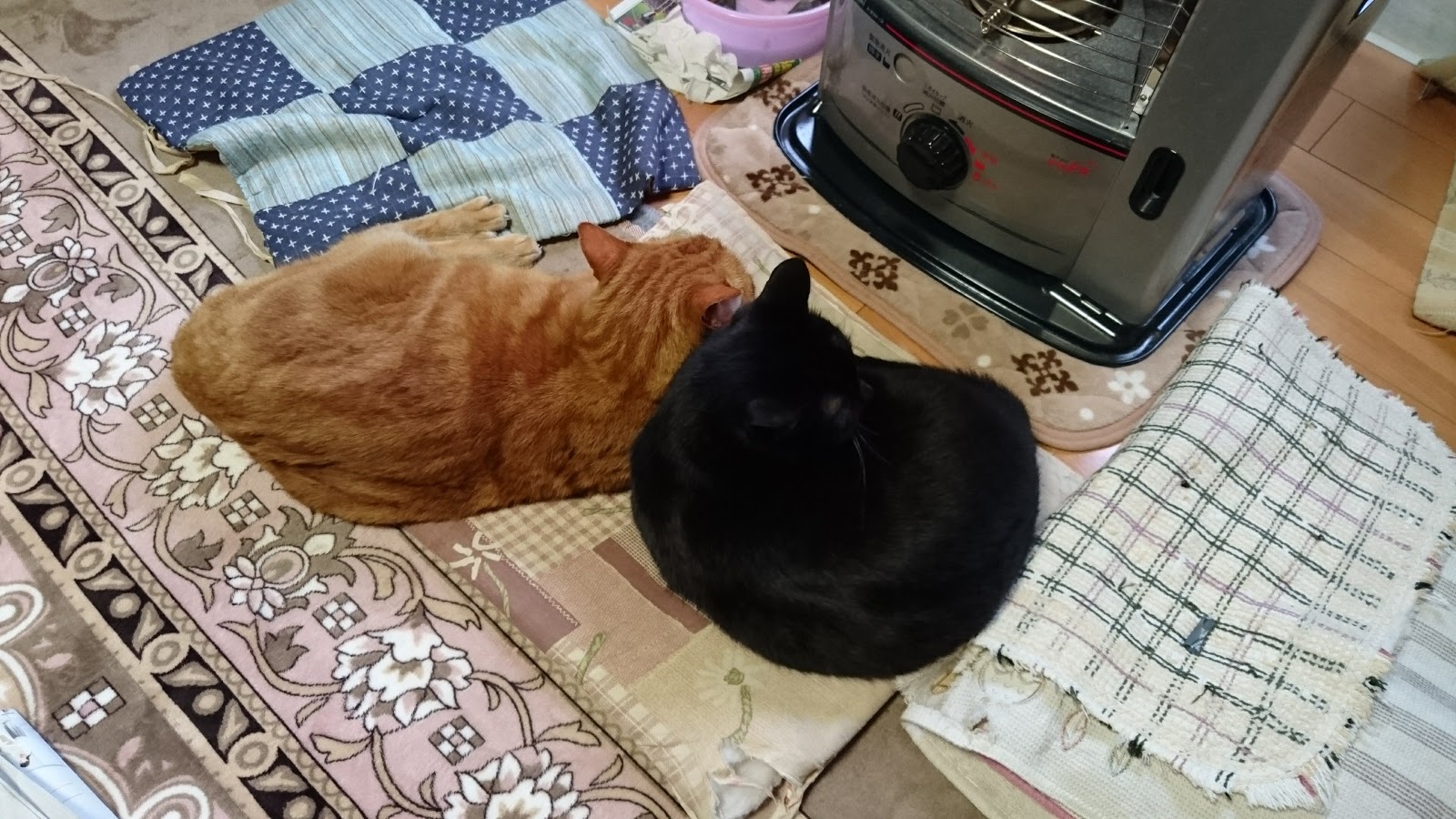 あすきん 血縁関係のない仲良し猫