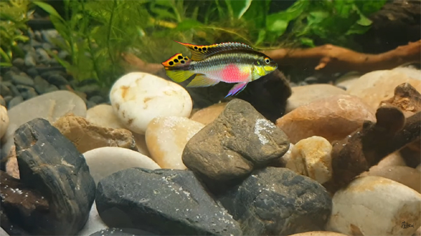 Do Kribensis Cichlids need filter, heater & lights?