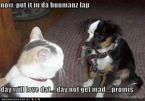Funny dog and cat pictures Funny Animal