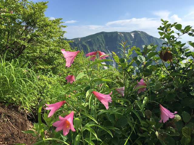 ヒメサユリ越しの浅草岳