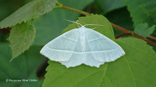 Campaea margaritata DSC173050