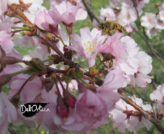 i nostri prodotti sono gelatina di tarassaco, confetture di petali di rosa, confettura di rosa antica, confettura di rosa inglese, confettura di rosa officinalis, sali aromatizzati con maggiorana, issopo, timo, elicriso, oleolito di lavanda, oleolito di rosa, oleolito di rosmarino, oleolito di cipresso, oleolito di salvia, oleolito di iperico, lavanda sfusa, ghirlande, confetture di piccoli frutti, amarene, ribes