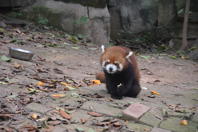 Centre de recherche des pandas à Chengdu