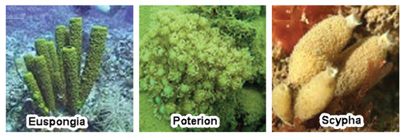 Gambar Ciri Porifera Struktur Tubuh Contoh  Usaha321 Net 