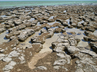 stromatolites