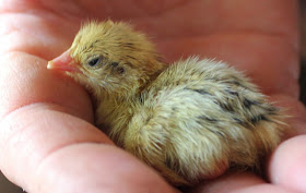 Newly hatched organic golden quail