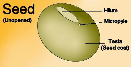 Estructura eterna de una semilla dicotiledónea. La función de la semilla es proteger el embrión paralizado, y sostener su crecimiento una vez se detectan condiciones favorables, proceso denominado germinación (YouTube) (YouTube) (YouTube).