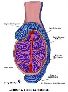 Sistem Reproduksi Hewan Ruminansia Jantan