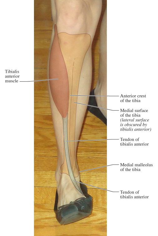 Human Anatomy for the Artist: Anterior Leg, Part 2: It's ...