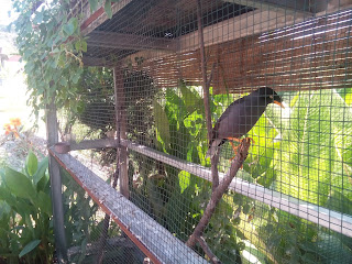 Burung jalak kerbau