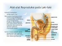 Sebutkan Secara Urutan Jalur Perjalanan Sperma Dari Testis