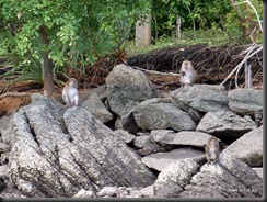 Swimming Monkeys