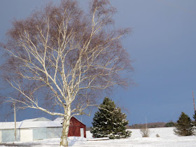 red barn with white birch