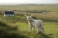 Lamb on side of road in Isle of Skye (they were EVERYWHERE!)