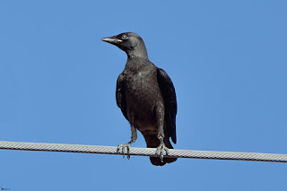grajilla-occidental-corvus-monedula-juvenil-