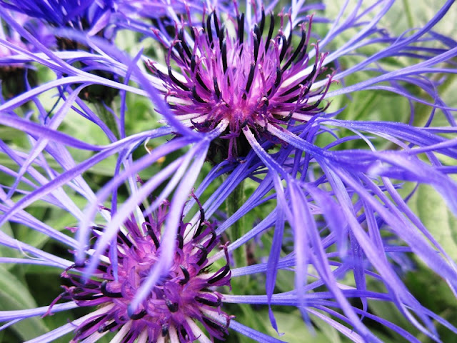 Close up of purple cornflowers