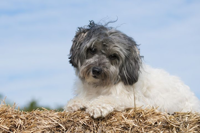 bearded-dog-breeds