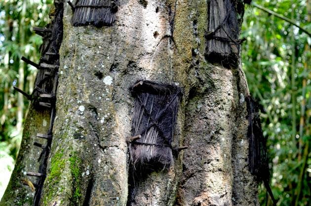 Pohon Tarra, Objek Wisata Kuburan Bayi di Tana Toraja